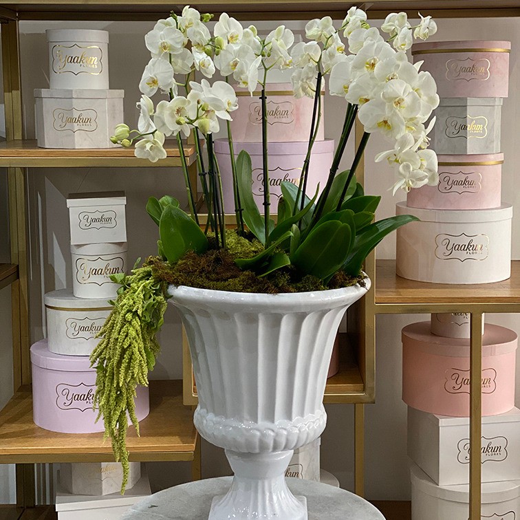 Copa blanca con orquídeas blancas,musgo y amaranto