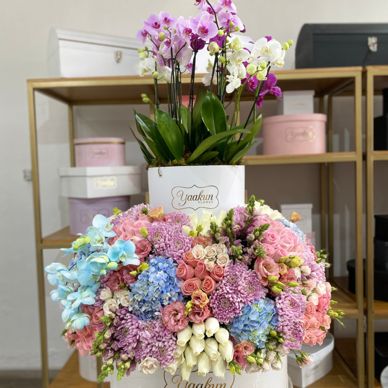 Caja blanca circular doble piso con 6 macetas de orquídeas, 250 rosas