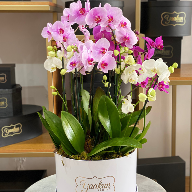 Caja circular blanca con 6 macetas de orquídea