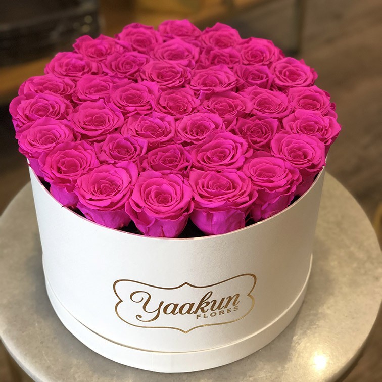 Rosas eternas en caja circular grande rosas fucsia